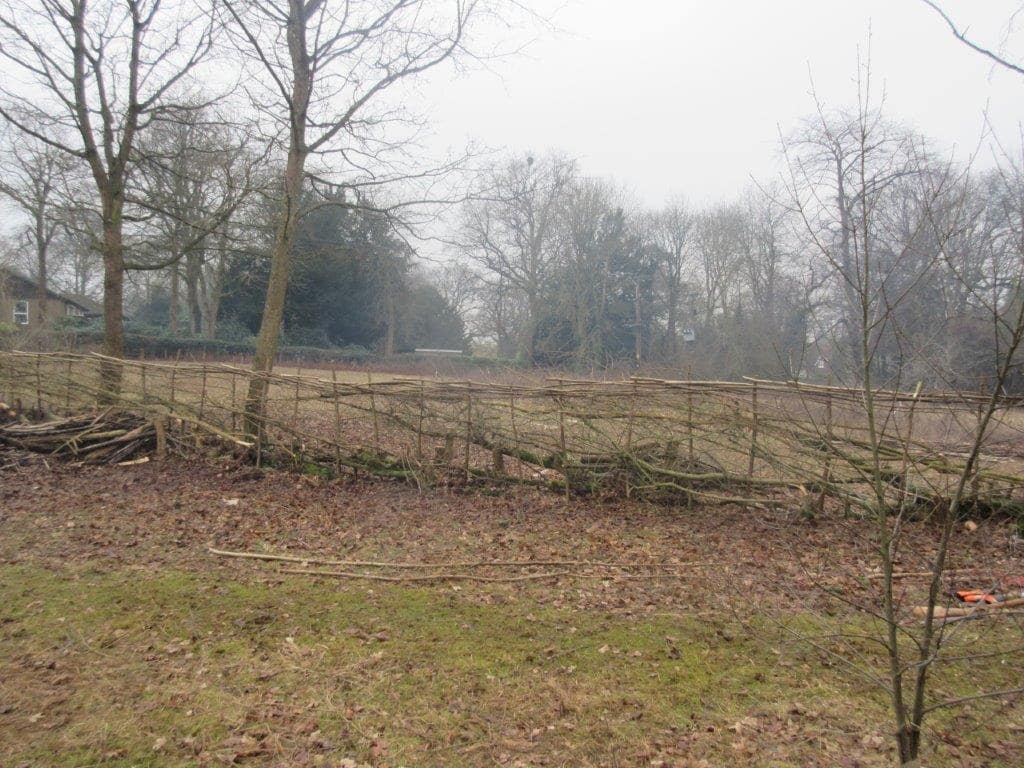 Beryl Harvey hedgelaying Feb 2017 (1)