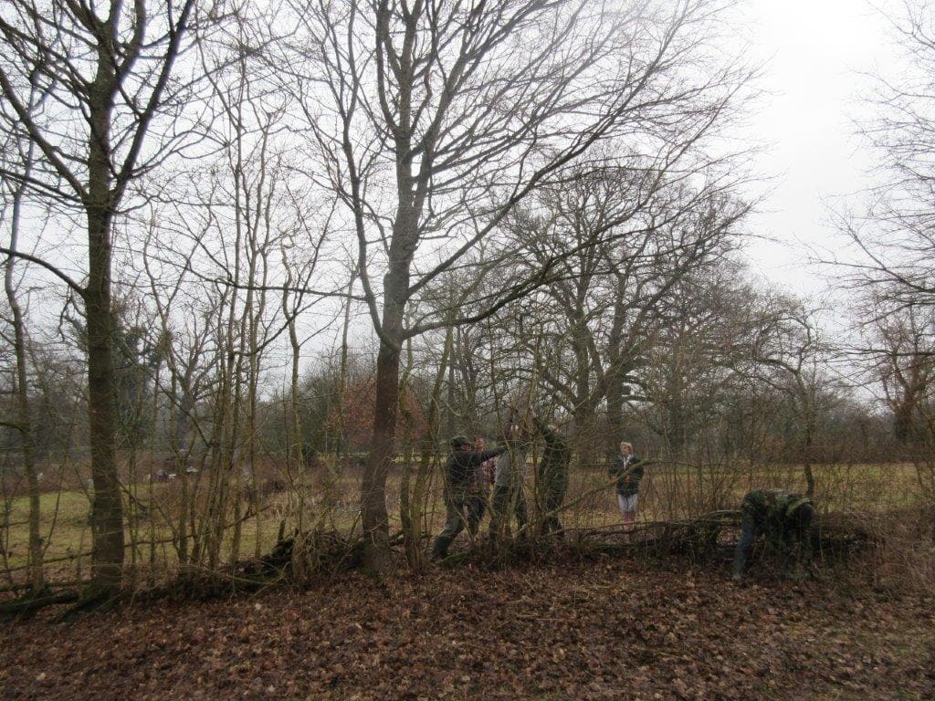 Beryl Harvey hedgelaying Feb 2017 (2)