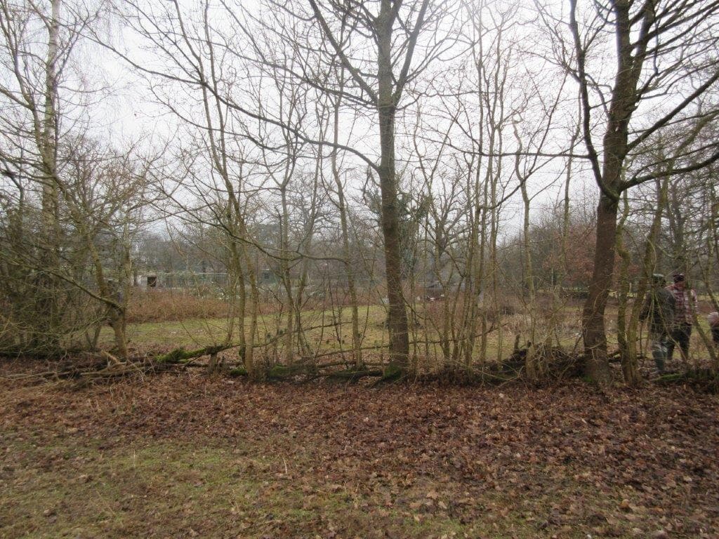 Beryl Harvey hedgelaying Feb 2017 (3)