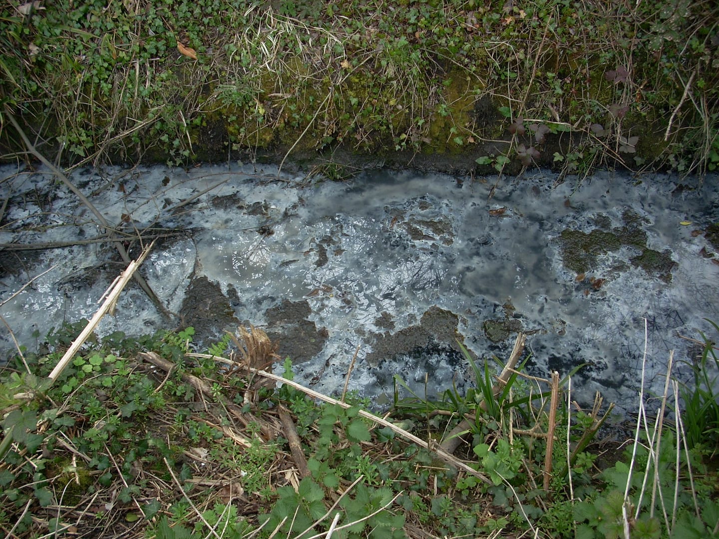 section of brook in Cranleigh with  raw sewage